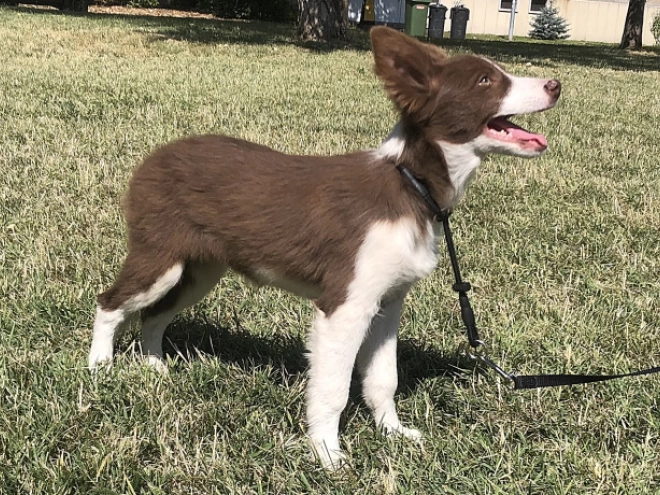 Border Collie puppy for sale