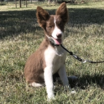 Bella, brown and white Border Collie Welpen kaufen