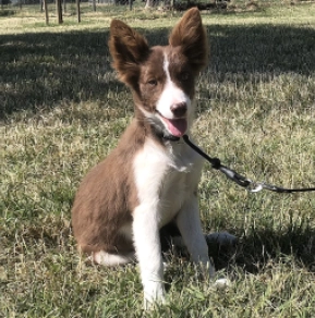 Bella, brown and white Border Collie Welpen kaufen