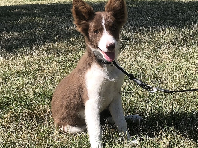 Border Collie puppy for sale