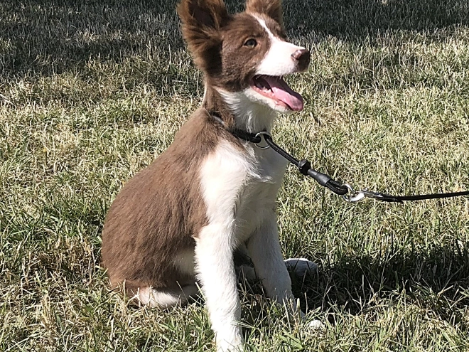 Border Collie puppy for sale