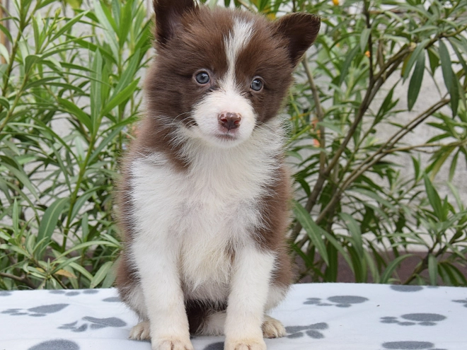 Border Collie Welpe kaufen