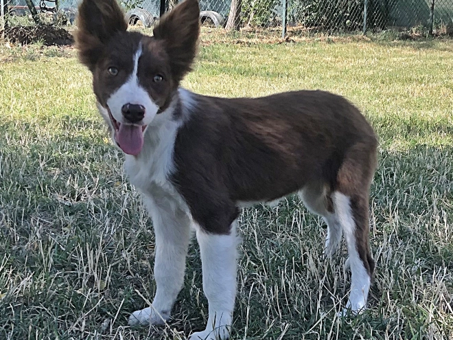 Border Collie puppy for sale