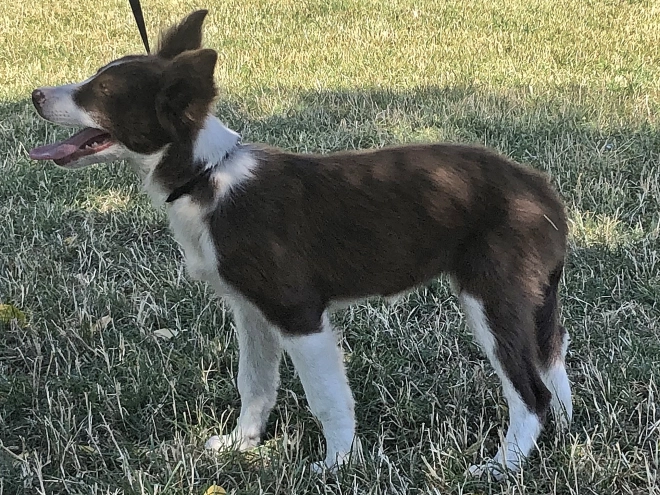 Border Collie puppy for sale