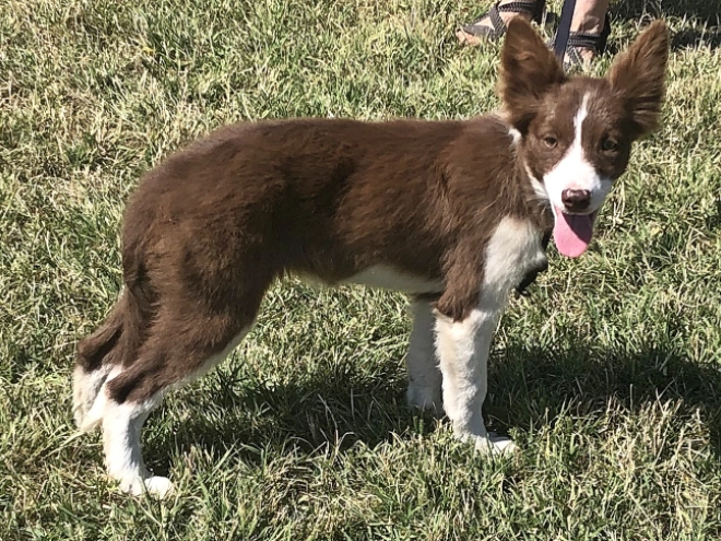 Border Collie puppy for sale