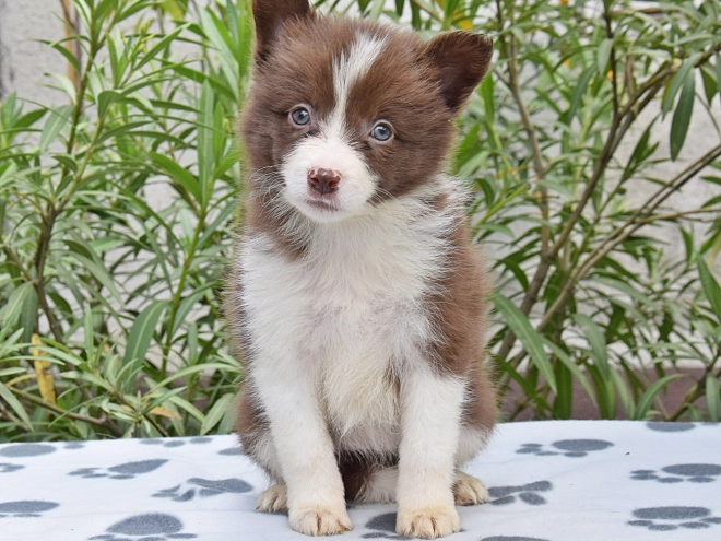 Border Collie Welpe kaufen
