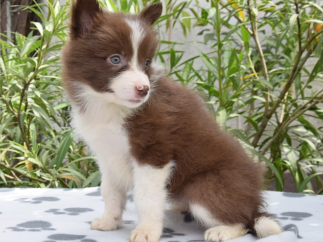 Border Collie Welpe kaufen