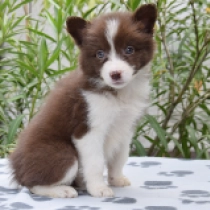 Bella, black-white Border Collie for sale