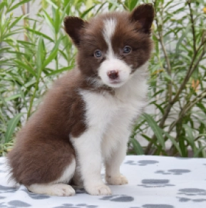 Border Collie Welpe kaufen
