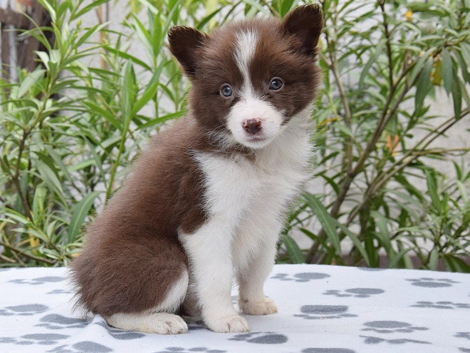 Border Collie Welpe kaufen