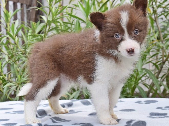 Border Collie Welpe kaufen