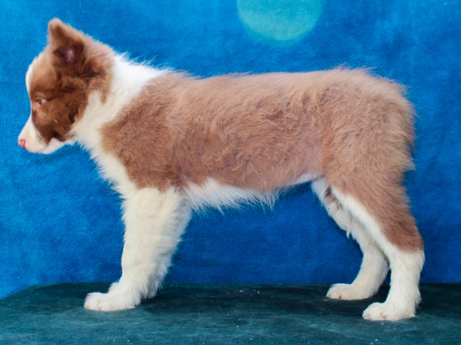 Border Collie puppy for sale