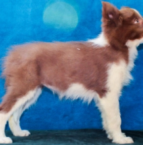 Bella, brown and white Border Collie for sale