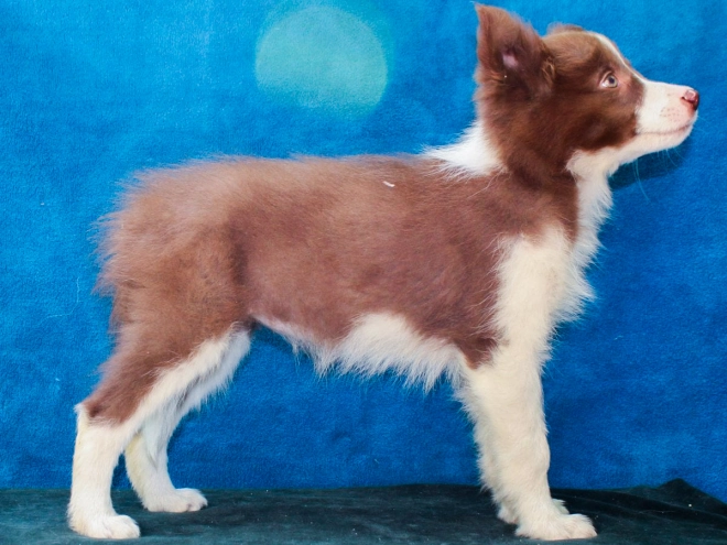 Border Collie puppy for sale