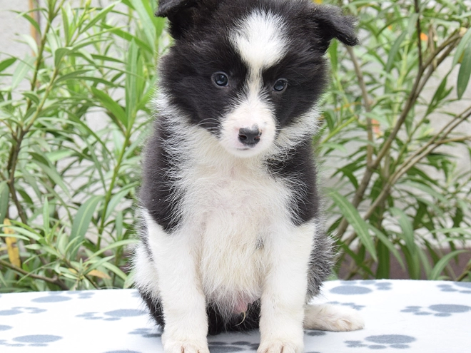 Border Collie Welpe kaufen