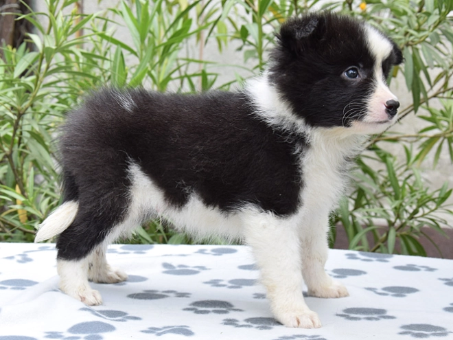 Border Collie Welpe kaufen