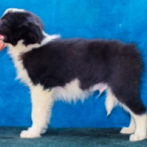 Bentley, black and white Border Collie for sale