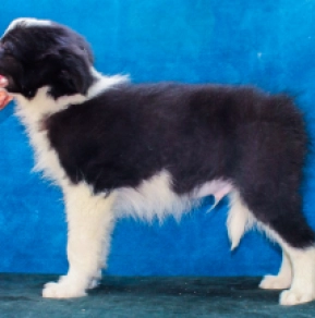 Border Collie Welpe kaufen