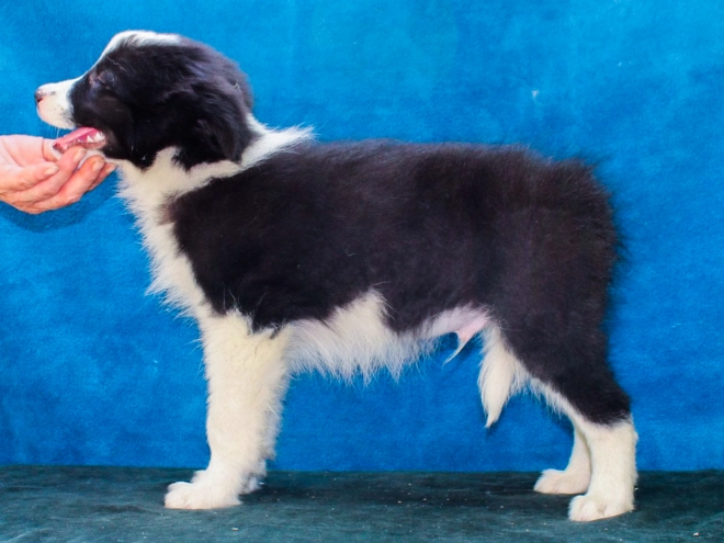 Border Collie puppy for sale