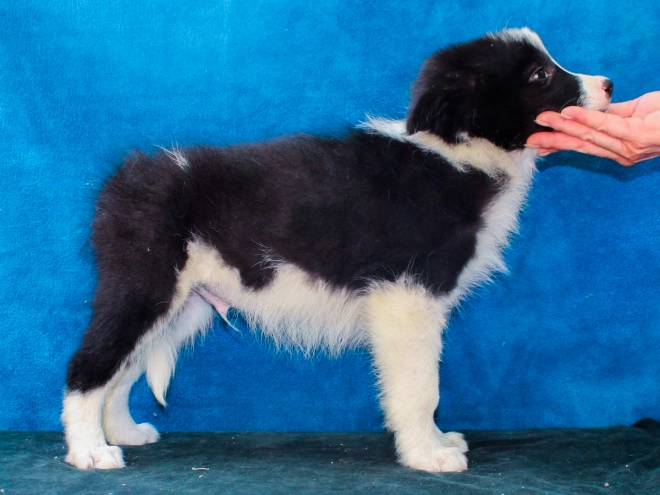 Border Collie puppy for sale