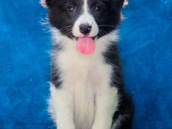 Border Collie puppy for sale