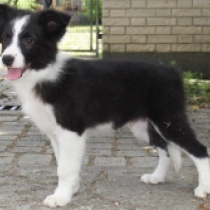 Bentley, black and white Collie de la Frontera en venta
