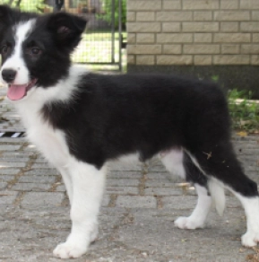 Perros Collie de la Frontera en venta