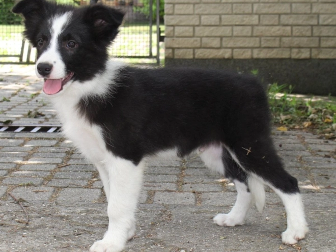 Border Collie puppy for sale
