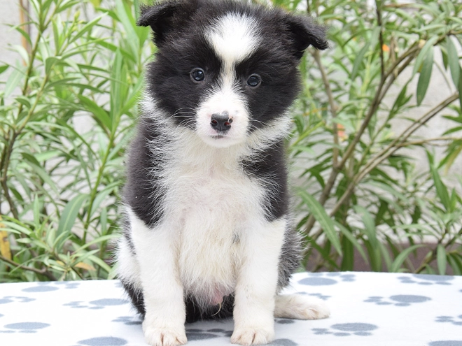 Border Collie Welpe kaufen