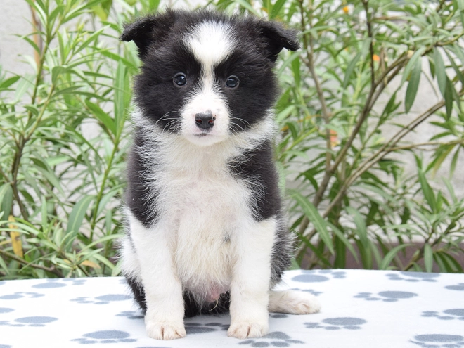 Border Collie Welpe kaufen