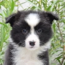Bentley, black and white Border Collie for sale