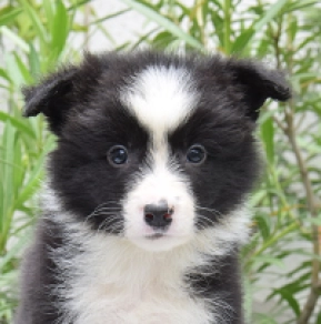 Border Collie Welpe kaufen