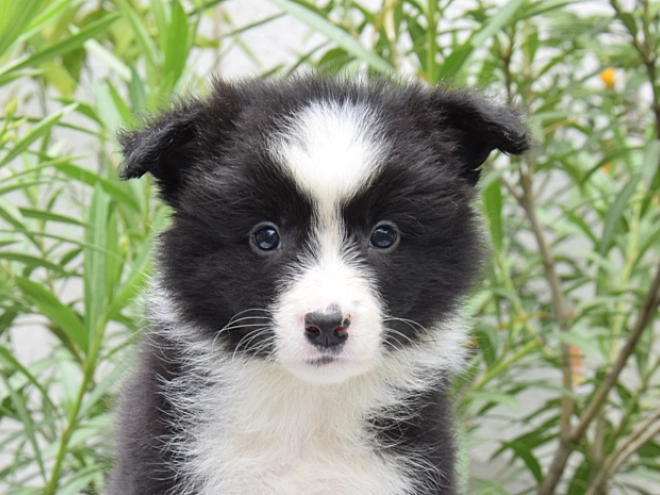 Border Collie Welpe kaufen