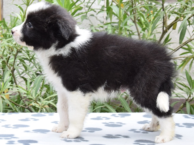 Border Collie Welpe kaufen