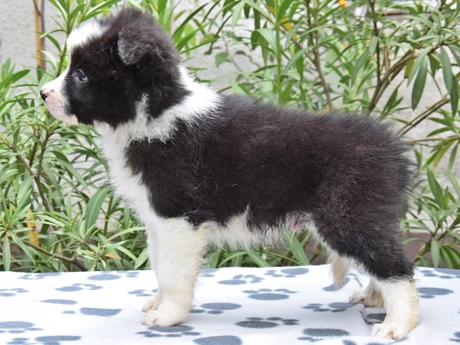 Border Collie Welpe kaufen