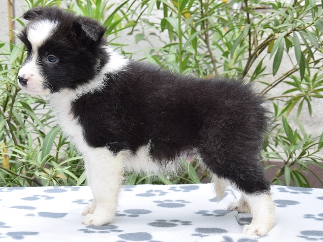 Border Collie Welpe kaufen