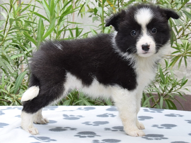 Border Collie Welpe kaufen