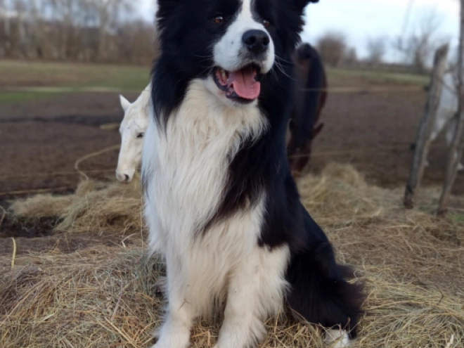 Border Collie Welpe kaufen