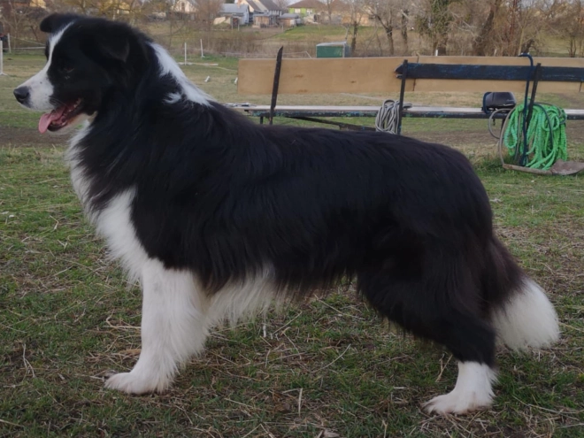 Border Collie Welpe kaufen