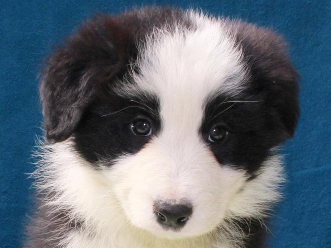 Border Collie Welpe kaufen