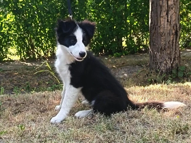 Border Collie puppy for sale
