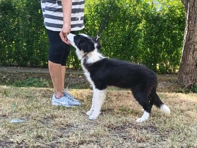 Border Collie puppy for sale