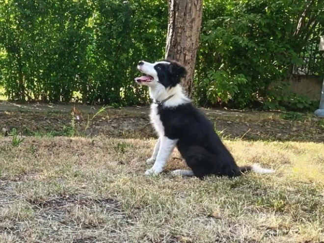Border Collie puppy for sale