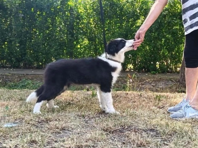 Border Collie puppy for sale