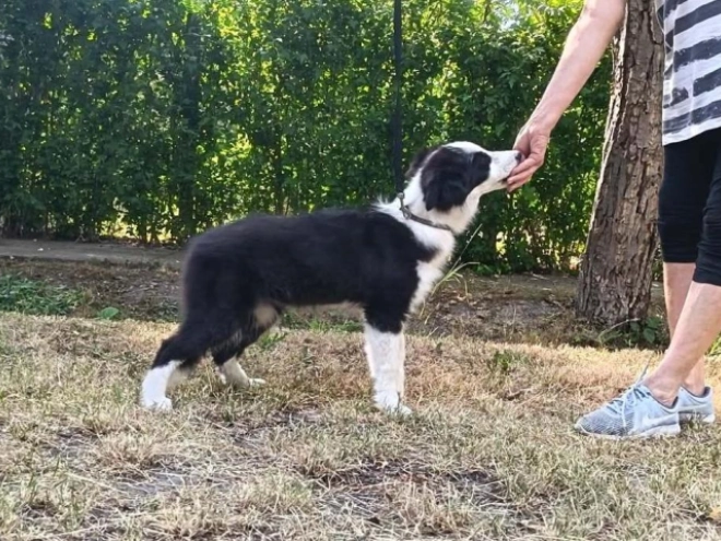 Border Collie puppy for sale