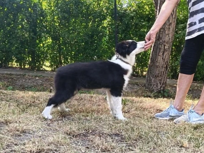 Border Collie puppy for sale