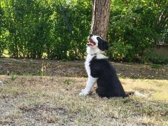 Border Collie puppy for sale