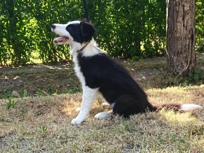 Border Collie puppy for sale