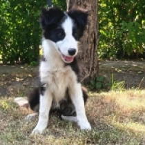Elisabeth, black and white Border Collie for sale
