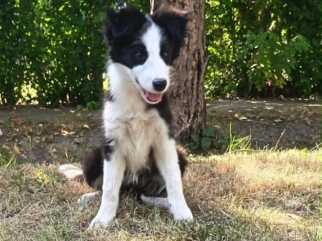Border Collie puppy for sale